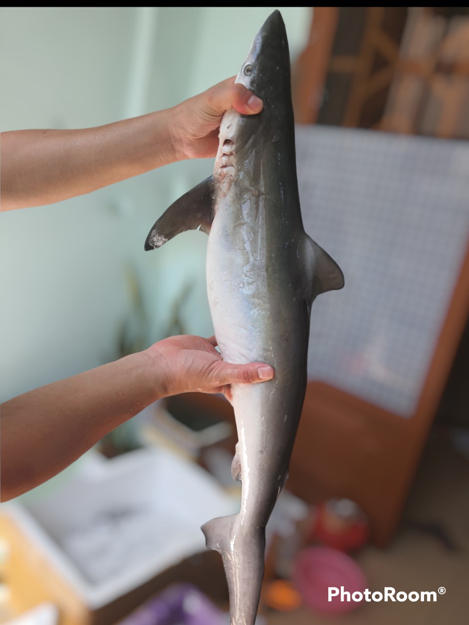 Cá tươi - Công Ty TNHH Sản Xuất Thương Mại Mai Hạ